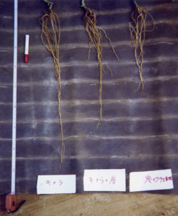 根の生長具合を比較